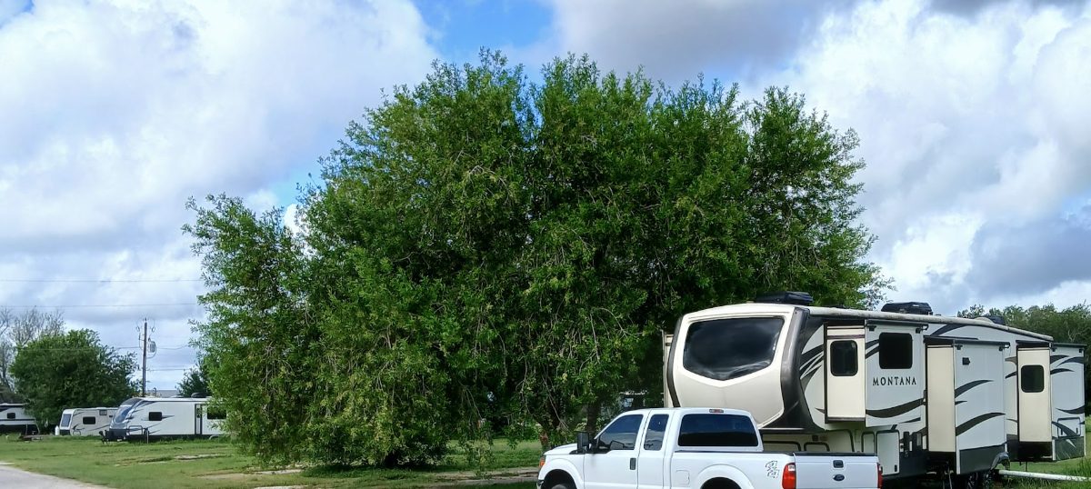 A large mature shade tree beside a fifth-wheel and pickup at The Texas Rose RV Park in Beeville, TX